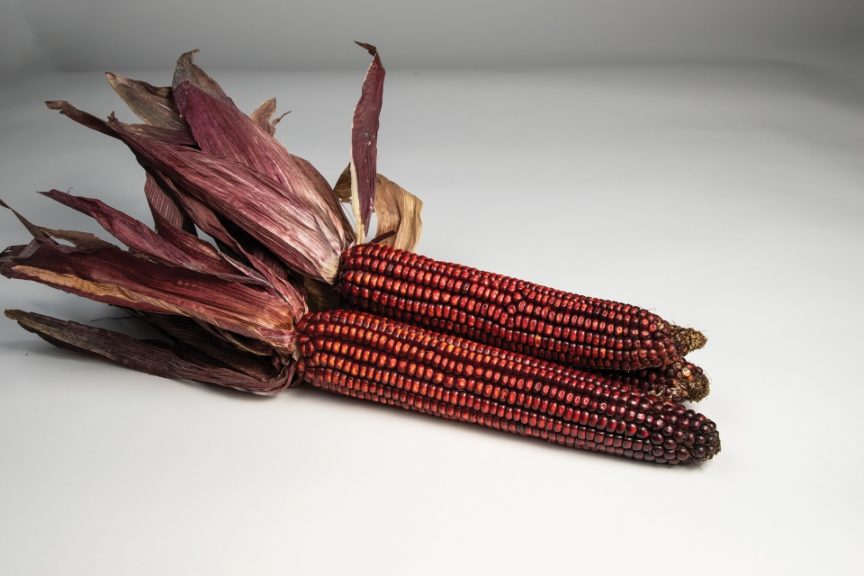 Indian Art Red Fire from Rupp Seeds