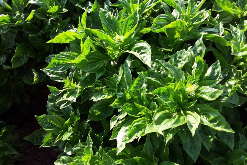 Obsession DMR from Rutgers/VDF Specialty Seeds and Rispens Seeds, Inc.