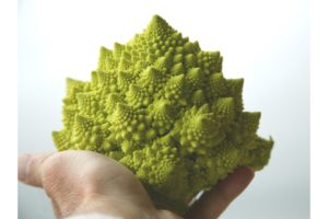 Romanesco Orbit F1 from HM.Clause and Harris Seeds