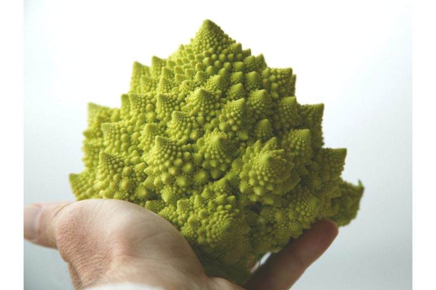 Romanesco Orbit F1 from HM.Clause and Harris Seeds