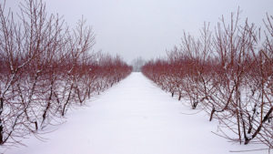 Farmers Almanacs Vs. Modern Science: Which Winter 2023-2024 Forecast Will Win Out?