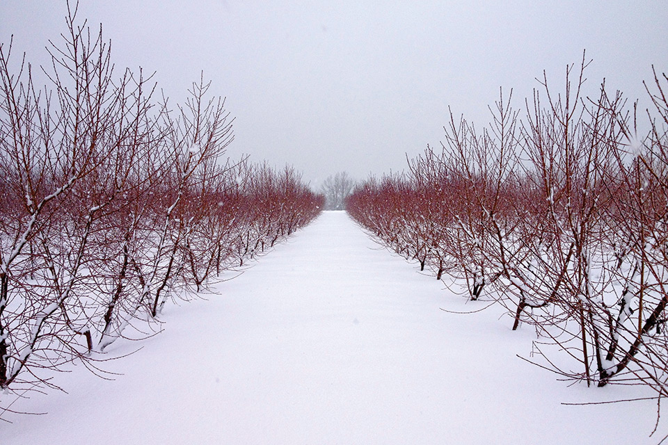 Farmers Almanacs Vs. Modern Science: Which Winter 2023-2024 Forecast Will Win Out?