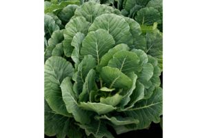 Top Bunch 2.0 from Sakata Seed America and Stokes Seeds