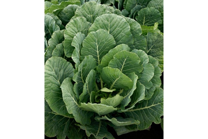 Top Bunch 2.0 from Sakata Seed America and Stokes Seeds