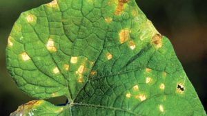 How to Keep Target Spot of Cucurbits in Your Sights