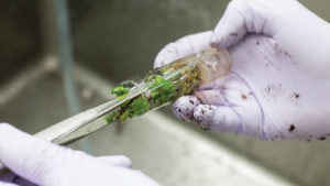 Tissue Culture Helps Nurseries Produce Virus-Free Grape Vines