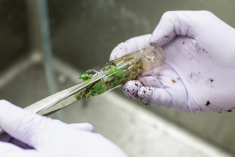 Tissue Culture Helps Nurseries Produce Virus-Free Grape Vines