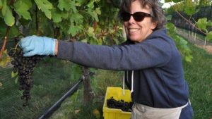 Cornell Viticulture Innovator Recognized for Integrated Pest Management Excellence