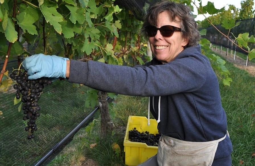 Cornell Viticulture Innovator Recognized for Integrated Pest Management Excellence