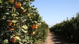 New Insecticides Registered for California Fruits and Vegetables