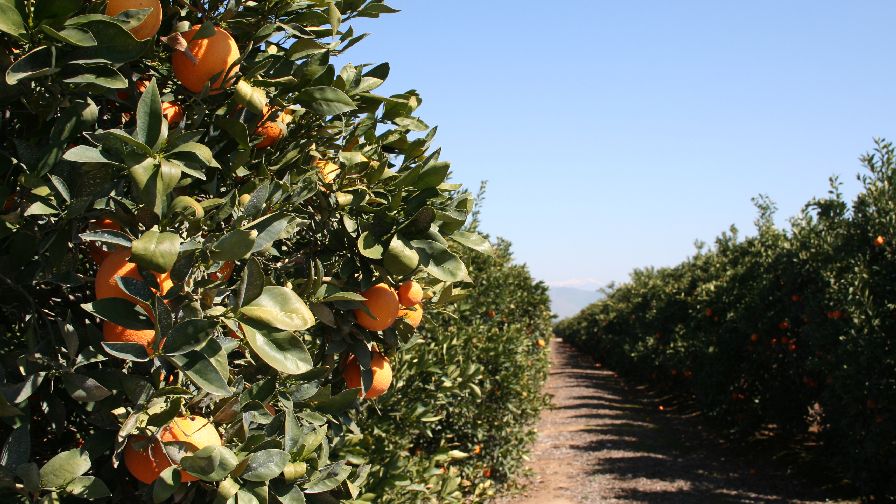 New Insecticides Registered for California Fruits and Vegetables