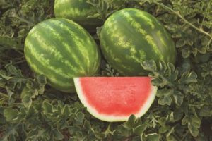 Captivation from Syngenta and Rispens Seeds, Inc.
