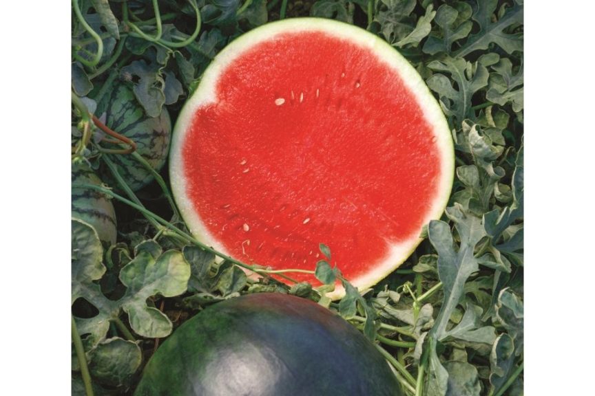 Eclipse from Sakata Seed America