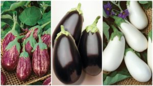 10 Eggplant Varieties Fresh for 2019