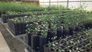 Maintaining a Healthy Commitment to Citrus Starts at the Roots