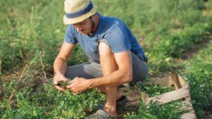 Top 7 Reasons Farmworkers Are So Hard to Find [2019 State of the Vegetable Industry]