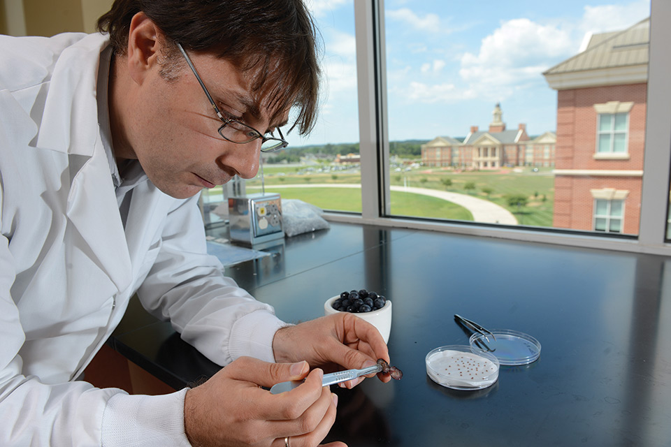 Research Team Seeks to Boost Berry Quality