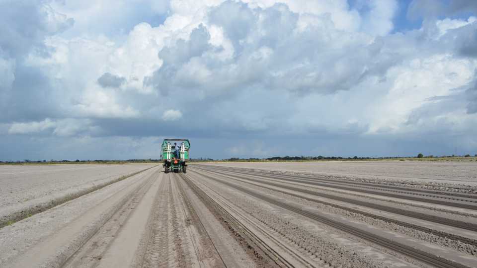 The COVID-19 Impact on Vegetable Plantings in 2020
