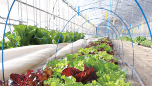 Reasons Growers Should Consider Adopting CEA Practices