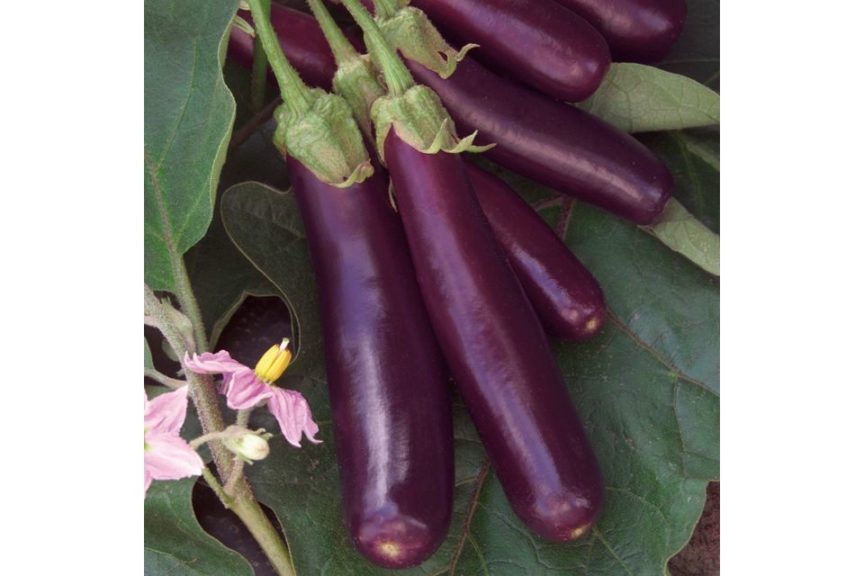 Hansel from Seminis and Rupp Seeds