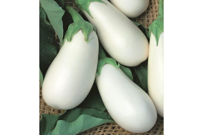 White Star from Seeds by Design and Rupp Seeds