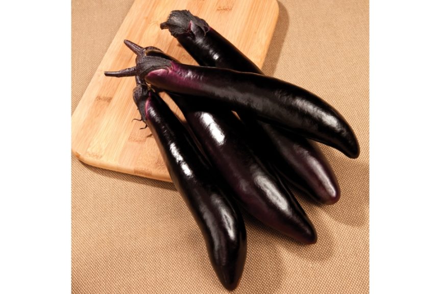 Shikou from Sakata Seed America