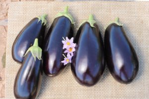 A1014 (also, Estelal) from Vilmorin and Seedway, LLC