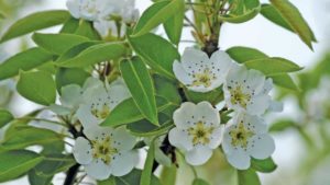 Prevent Fire Blight with Biological Controls