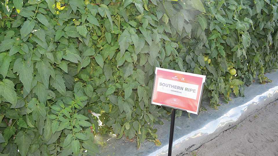 Southern Ripe 