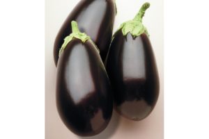 Night Shadow from Seminis and Stokes Seeds