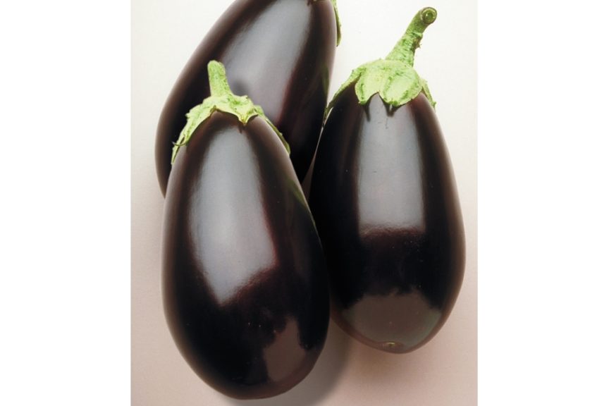 Night Shadow from Seminis and Stokes Seeds