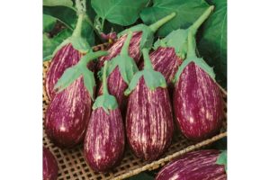 Shooting Stars from Terra Organics