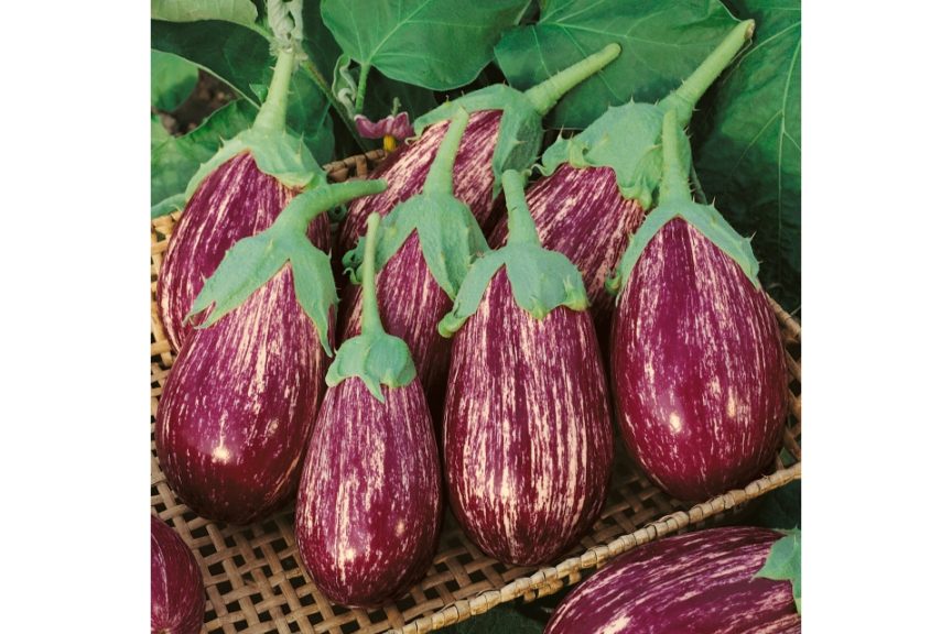 Shooting Stars from Terra Organics