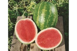Triple Crown from Seeds by Design