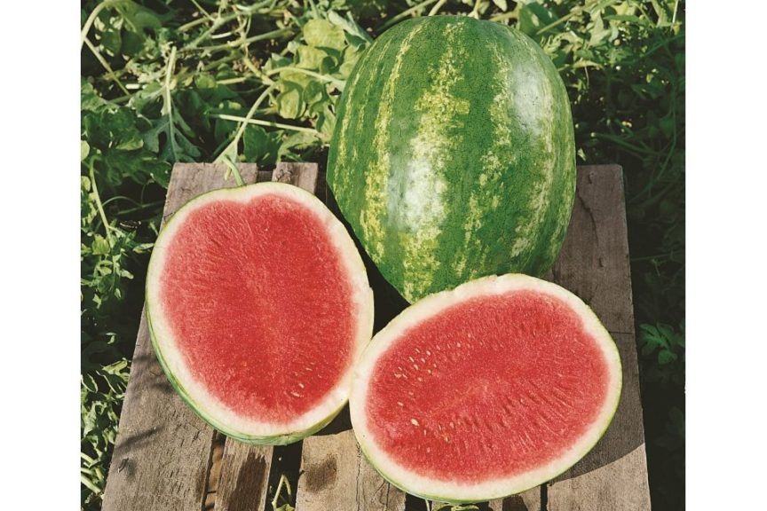 Triple Crown from Seeds by Design
