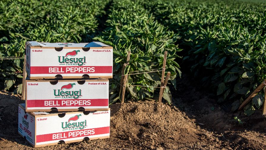 Uesugi Farms Is Shutting Down