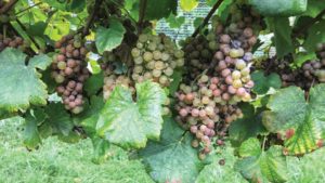 2018 Was a Wet Year for Virginia Vineyards