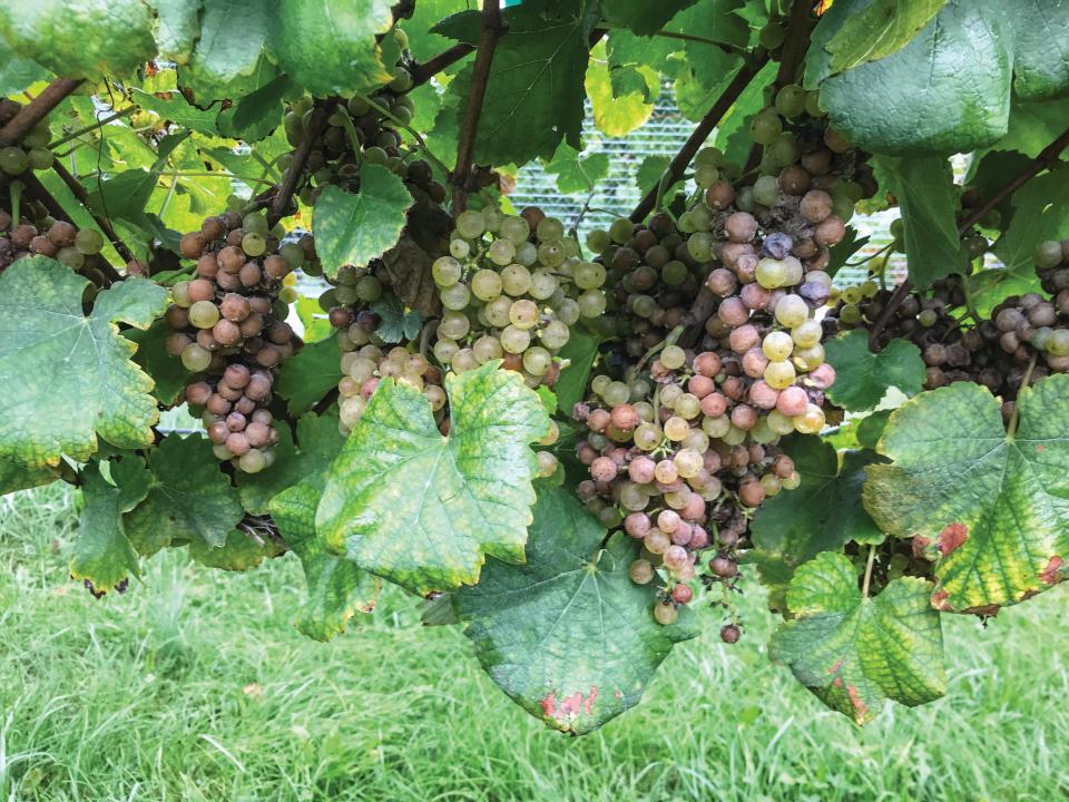 Which Yield Metric Is Best for Growing Grapes?