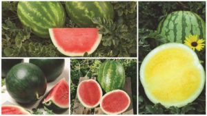 12 Watermelon Varieties You Need to Know