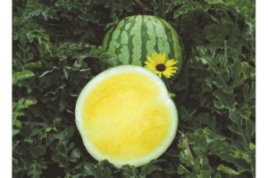 Yellow Buttercup from Sakata Seed America