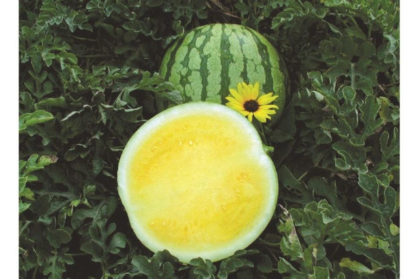 Yellow Buttercup from Sakata Seed America