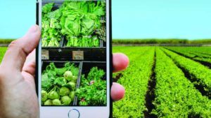 How Agriculture is Growing in Age of the Connected Consumer