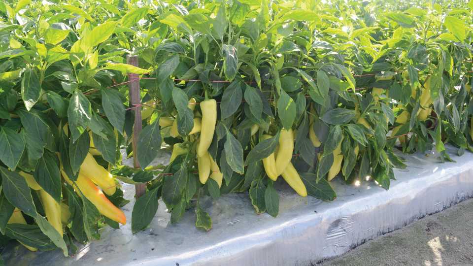 Scientists on Quest to Turn Heat up on the Hot Pepper Market