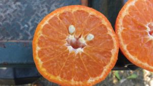 Ancient History Reveals Future Path for Citrus Growing Success