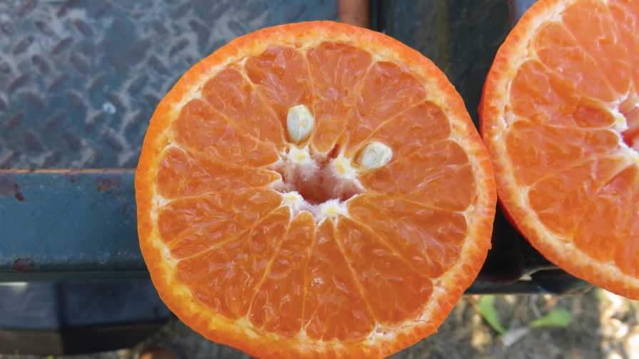 Ancient History Reveals Future Path for Citrus Growing Success