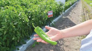 10 New Vegetable Varieties Fitting for Southeast Growers