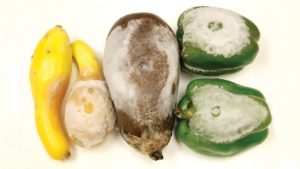 Field Scouting Guide: Phytophthora