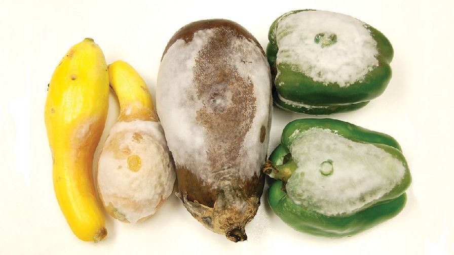 Field Scouting Guide: Phytophthora