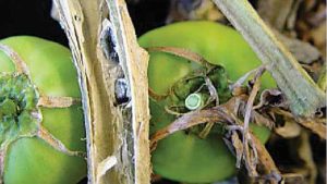 Watch out for White Mold on Your Tomato Crop