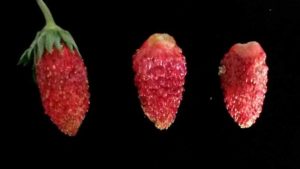 Mysterious Strawberries a Sweet Fit for South Florida?